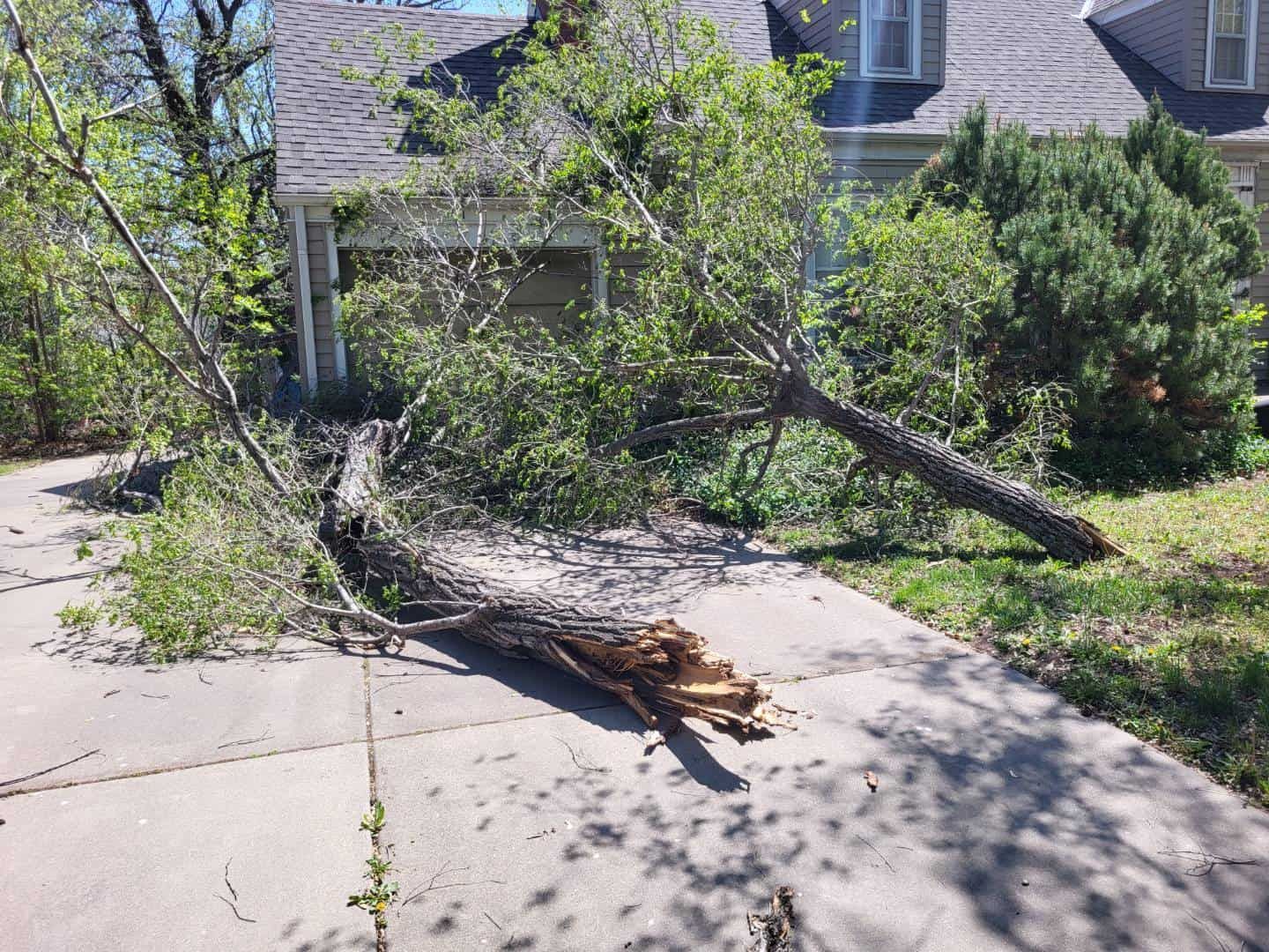 Tree Risk Assessments