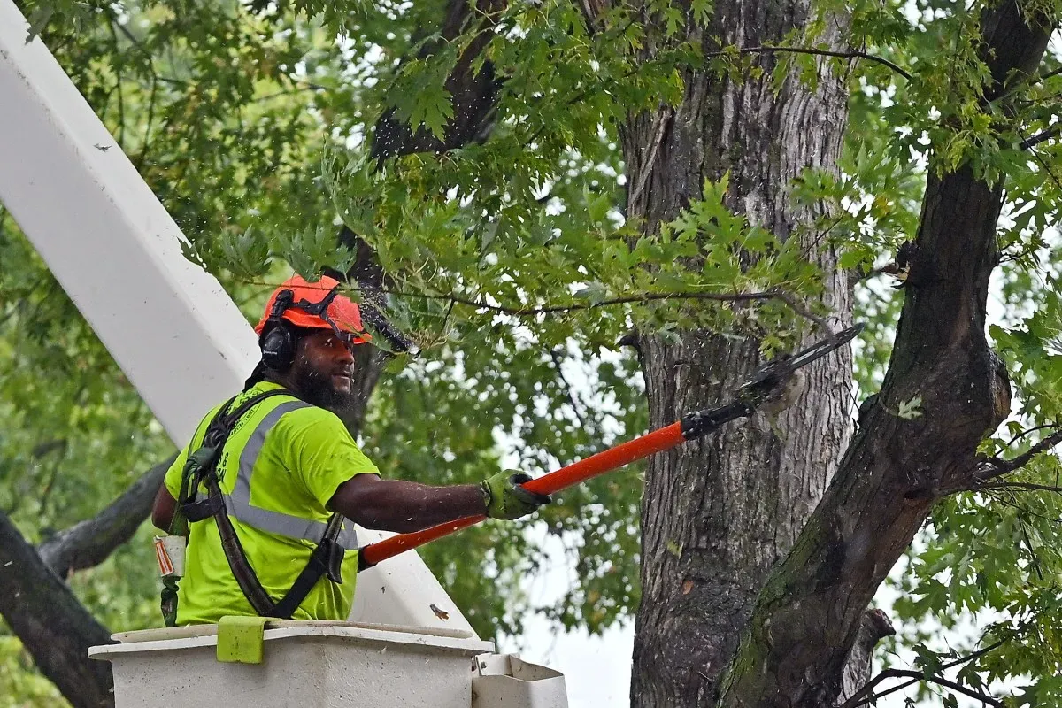 Top 10 Shade Trees Perfect for Eastern Iowa Yards