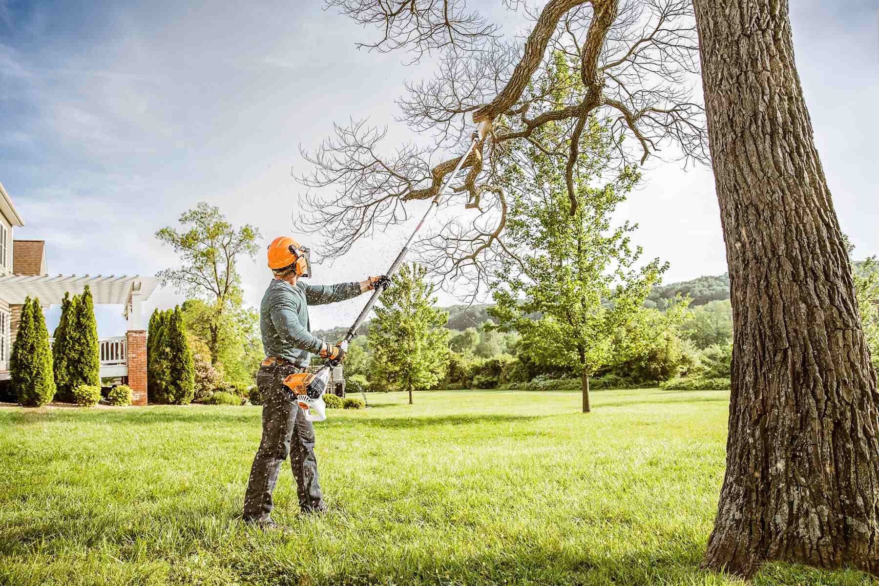 DIY vs. Pro Tree Removal | Cedar Rapids & Iowa City