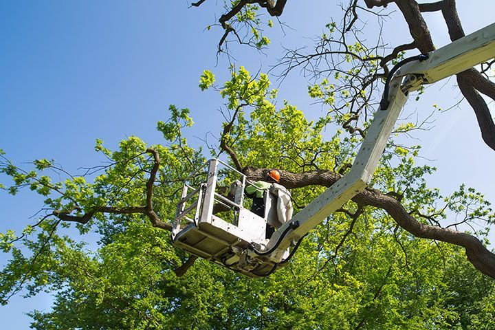 Tree Trimming Vs Pruning