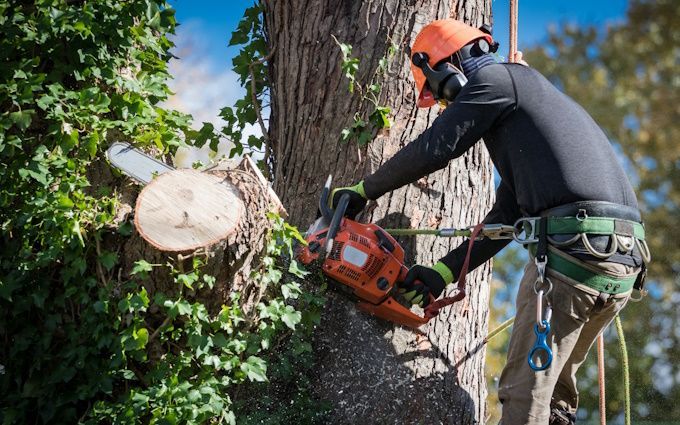 Why tree removal is necessary