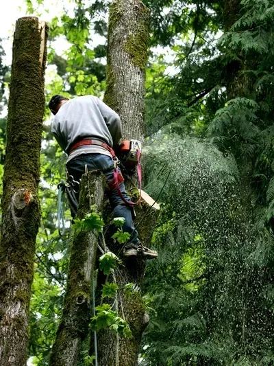 How Trees add value to your home