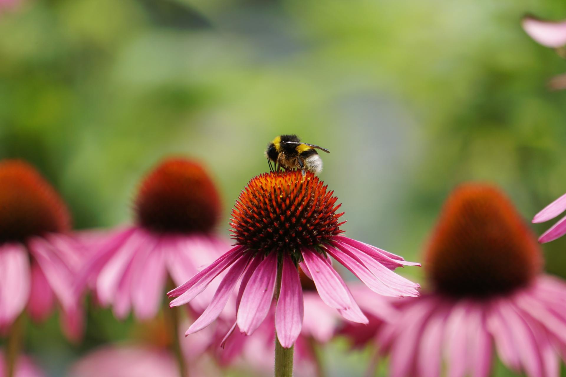Coneflower, Picture from unsplash.com