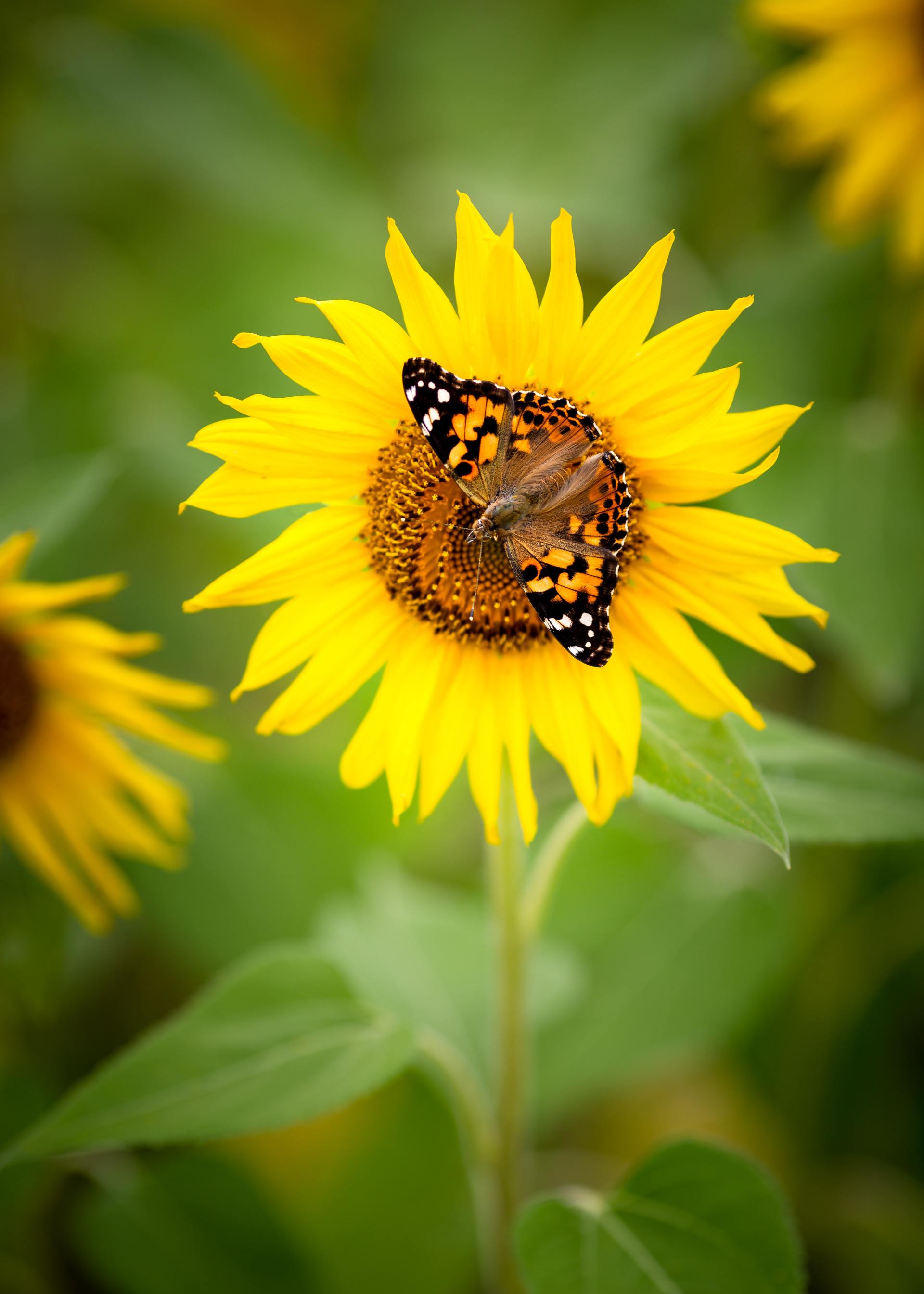 Sunflower, Picture from unsplash.com