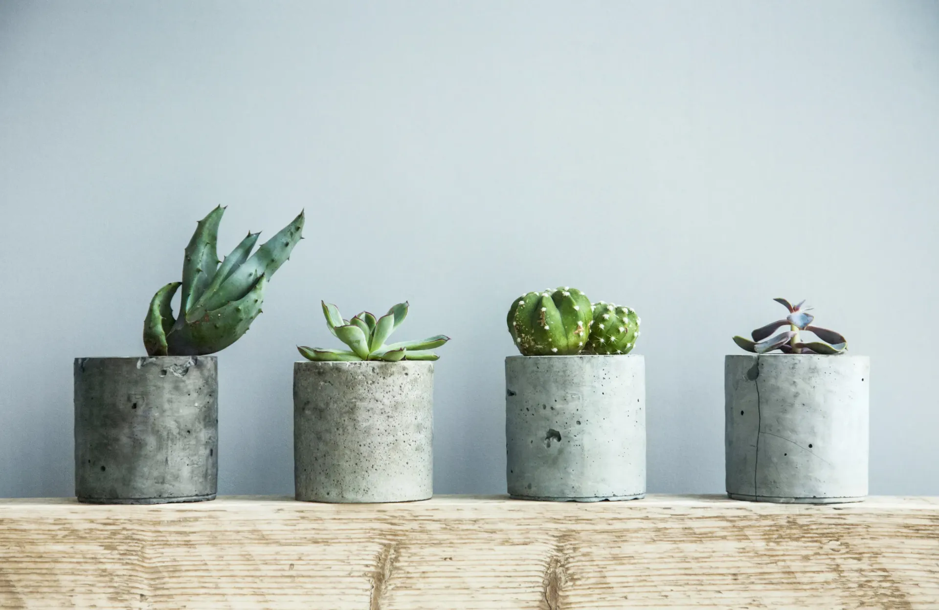 Four potted succulents in gray concrete planters on a wooden shelf against a pale blue wall.