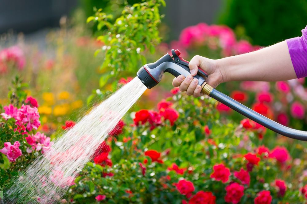 A Person is Watering Flowers With a Hose in a Garden — Sue's Clear Water in Sarina, QLD 