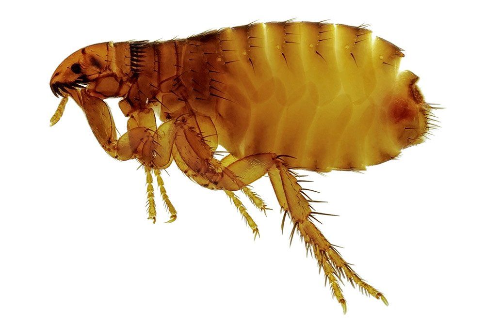 close up of flea