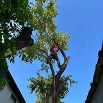 Worker in a red shirt trimming a tall tree against a blue sky.