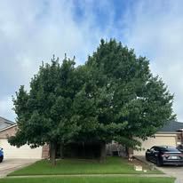 Large leafy tree in front of a suburban house, with cars parked on both sides.