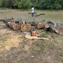 Chainsaw on the ground beside large cut logs in a yard, with a person standing near a fallen tree trunk.