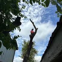 Person in a red shirt perched atop a tall trimmed tree under a partly cloudy sky