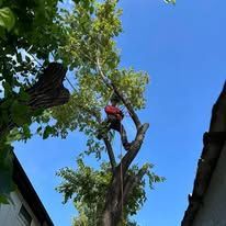 Tree worker in a red shirt climbing a tall tree against a blue sky