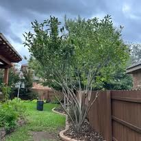 Lush backyard with a small tree beside a wooden fence under a cloudy sky