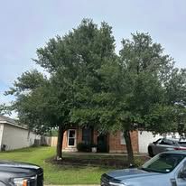 Large leafy tree in front of a brick house with parked cars in the driveway