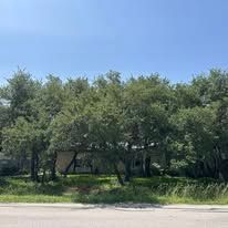 Tree-lined roadside under a clear blue sky, with dense green foliage and a paved street in front.