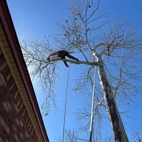 Person trimming branches on a tall tree beside a building, against a blue sky.