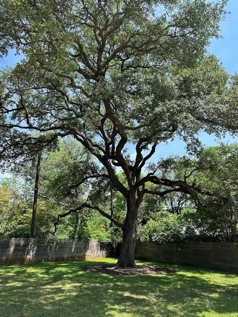 Large leafy tree in a sunlit backyard with grass, wooden fence, and blue sky