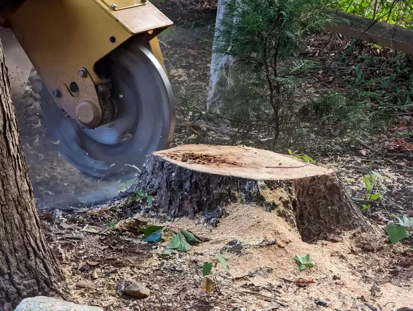 Stump grinding machine removing a stump in a residential yard.