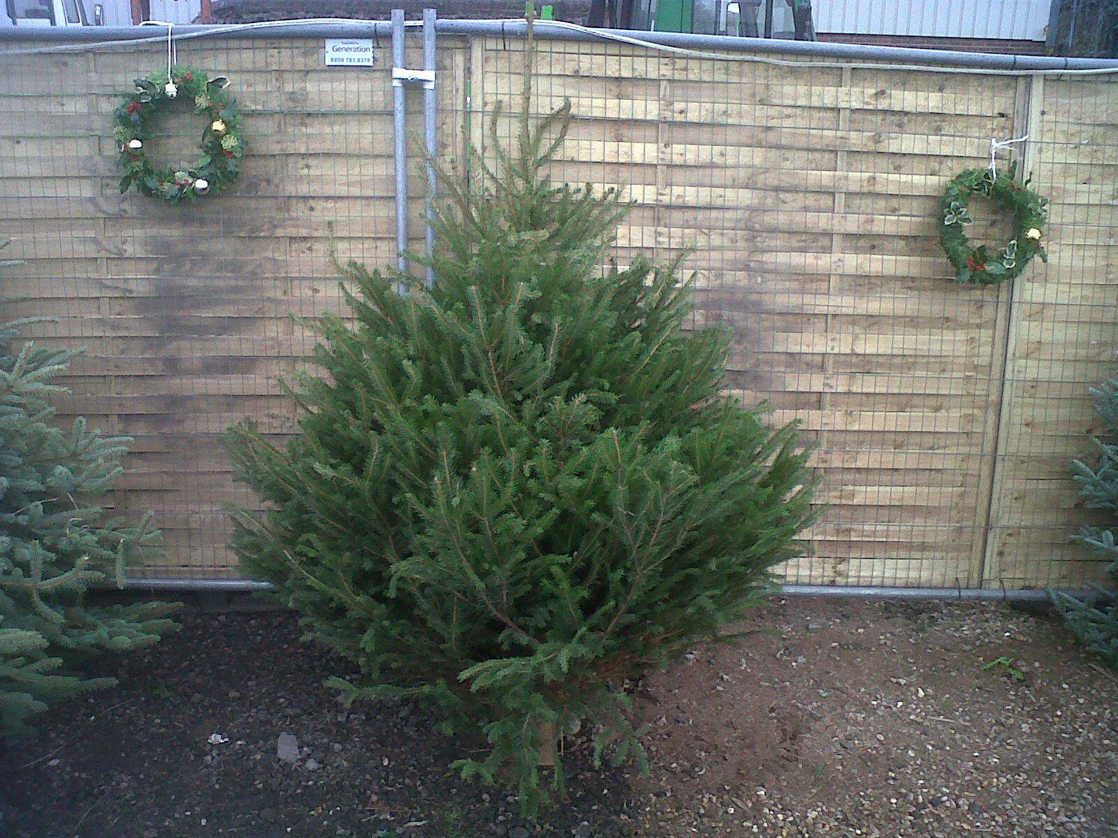 Norway Spruce Christmas Tree