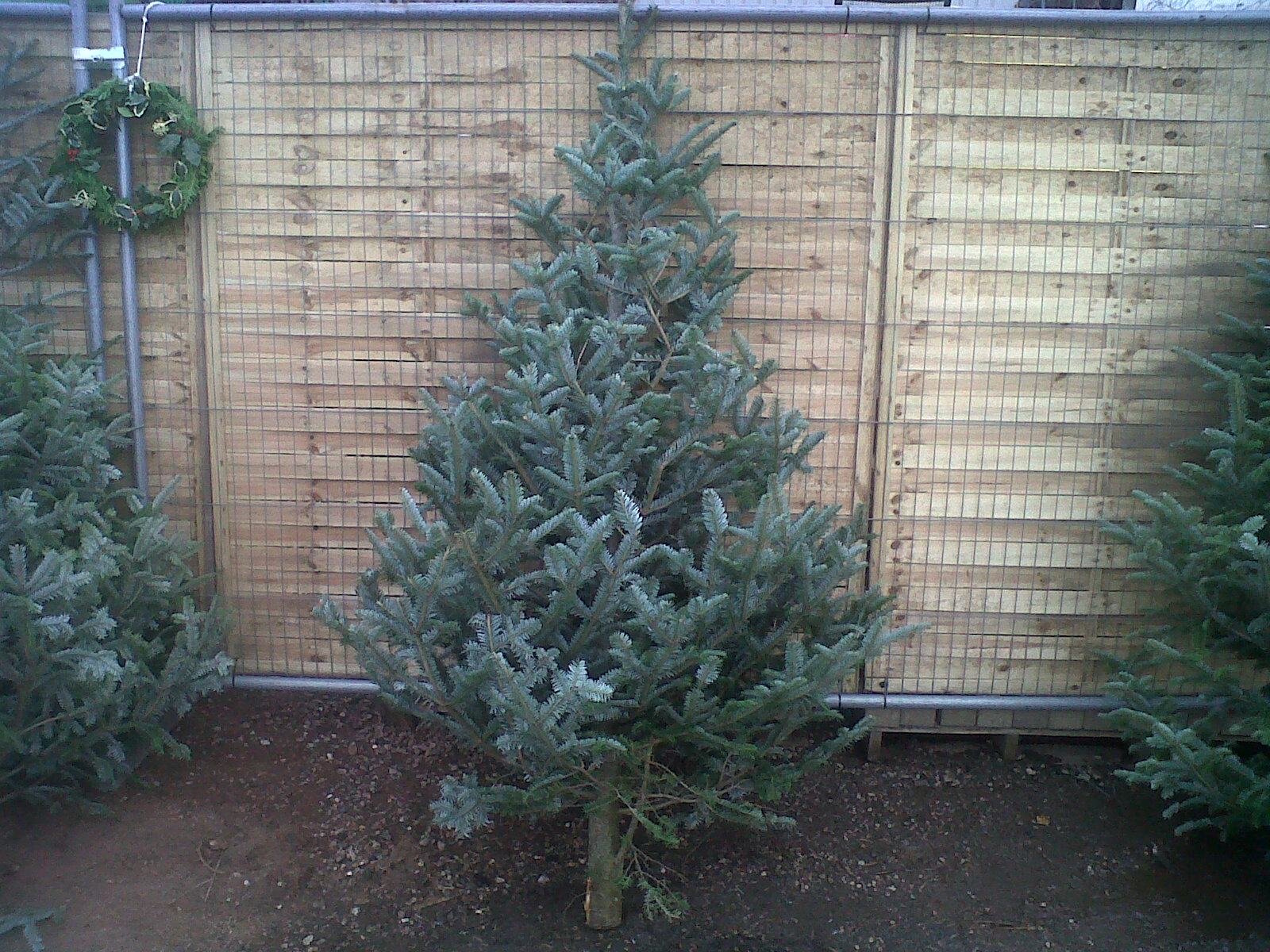 Frasier Fir Christmas Tree