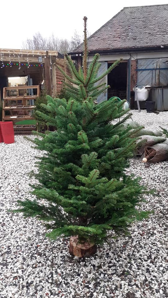 Nordmann Fir Christmas Tree
