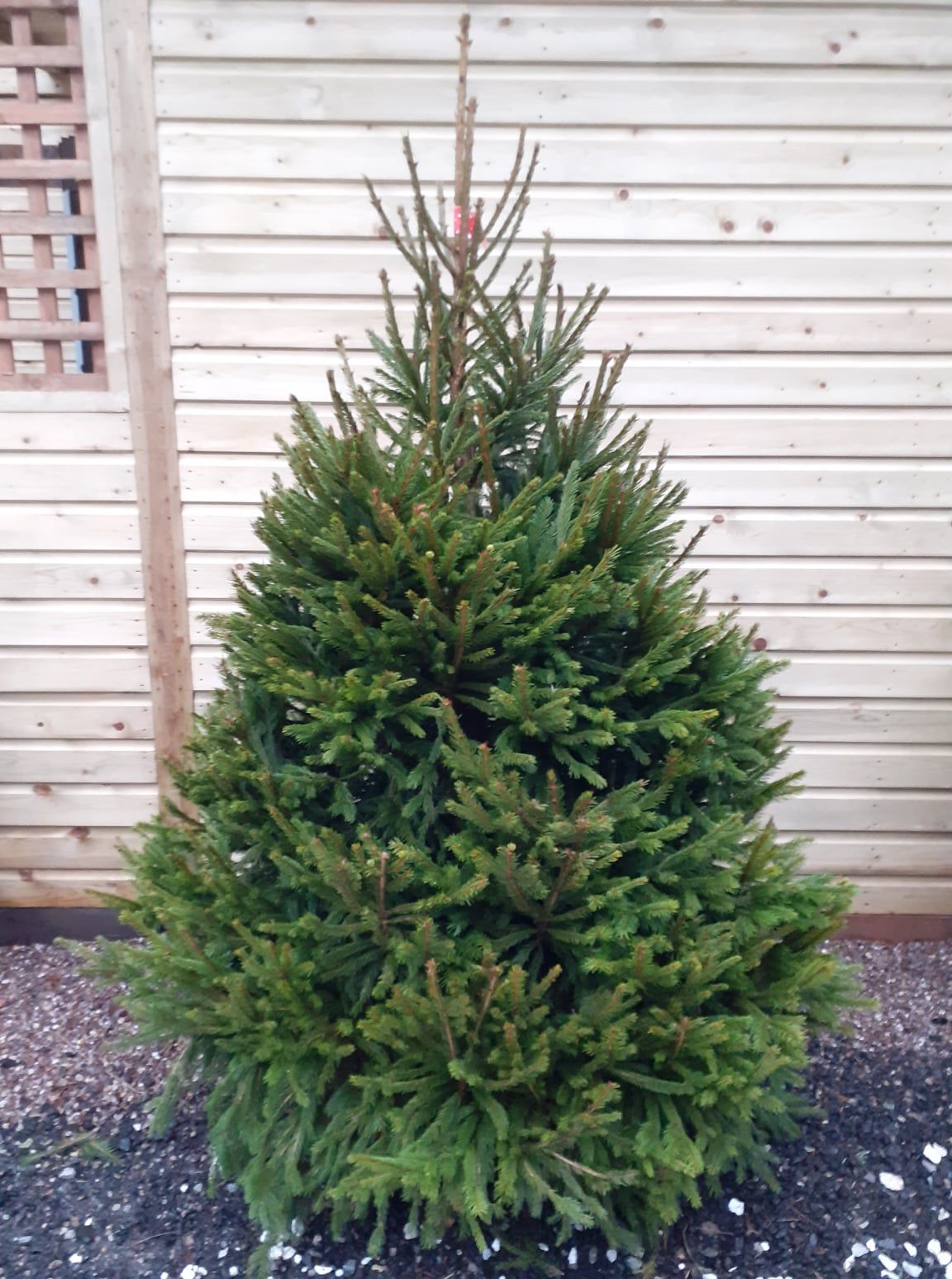 Norway Spruce Christmas Tree