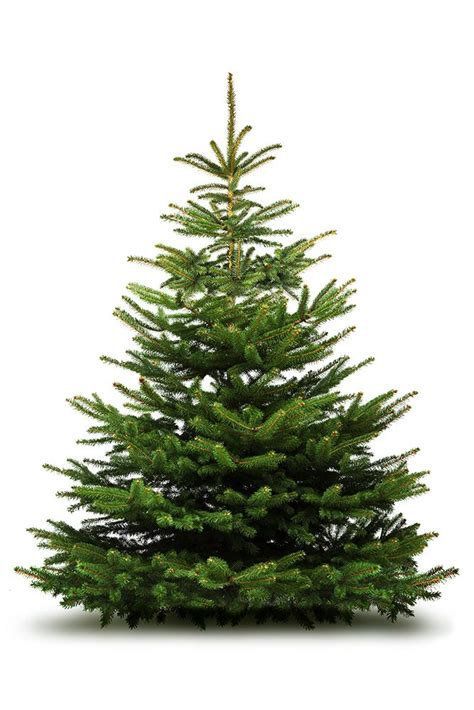 Nordmann Fir Christmas Tree