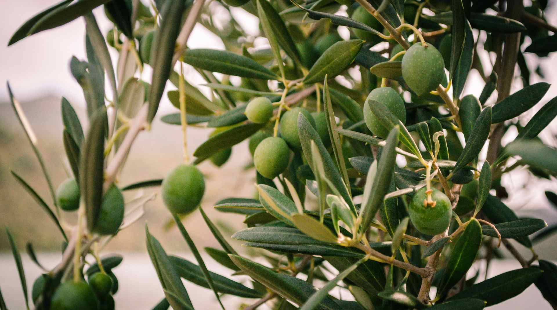 Close-up of green olives growing on an olive tree branch, highlighting the natural beauty and freshness of olives used for extra virgin olive oil production.