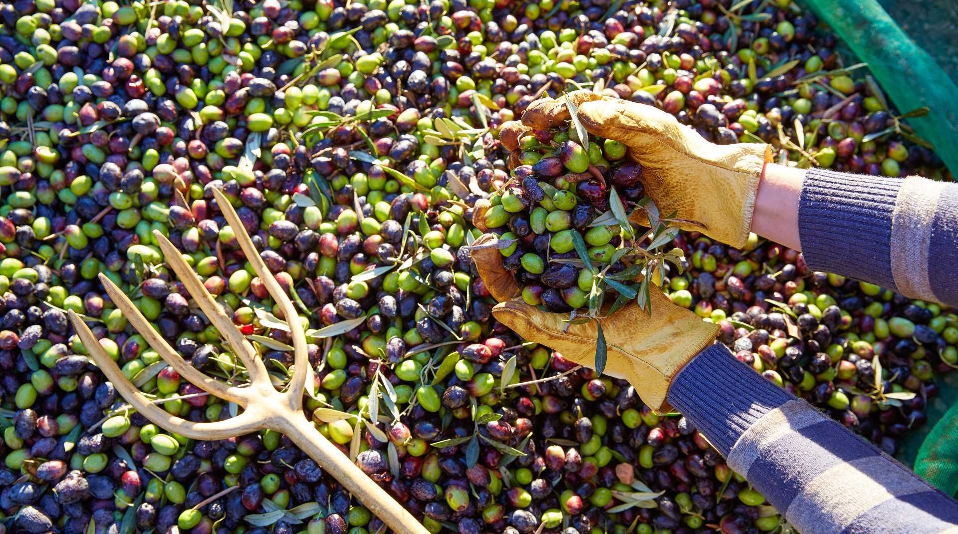 Freshly harvested green and black olives being gathered by hand, highlighting the importance of early harvest timing for high-polyphenol extra virgin olive oil.