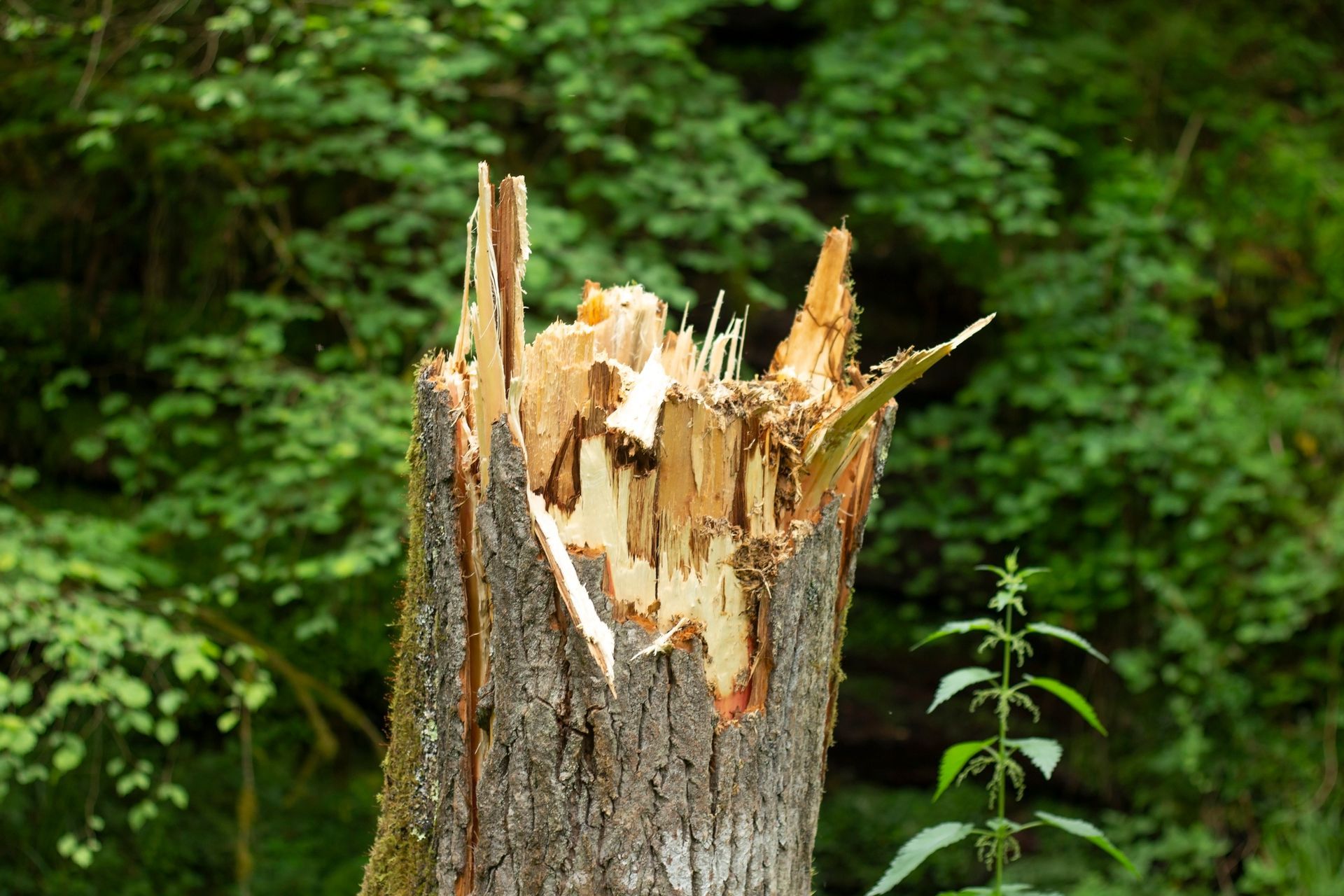 A broken tree stump in the middle of a forest.