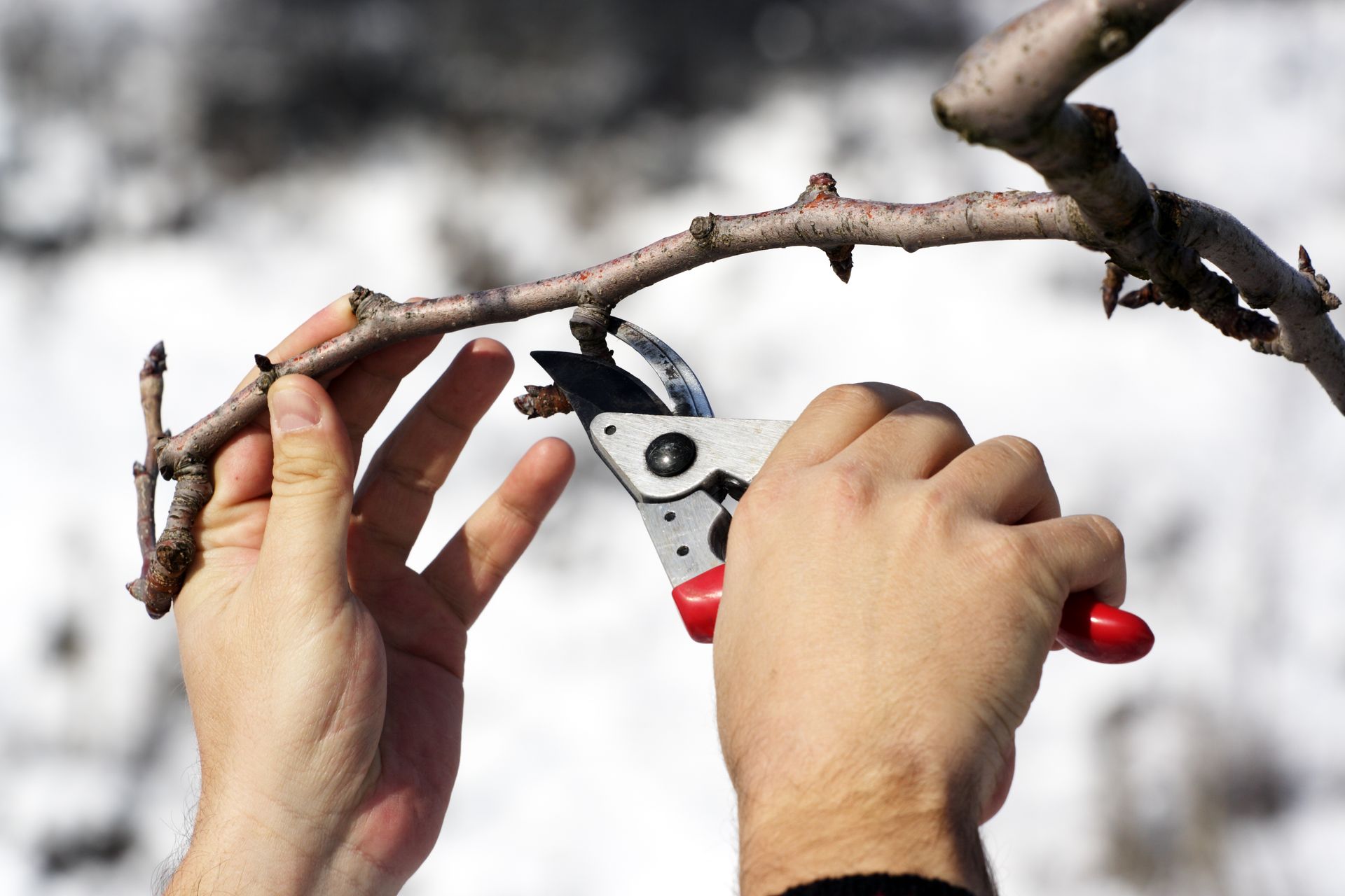 A person is cutting a tree branch with a pair of scissors