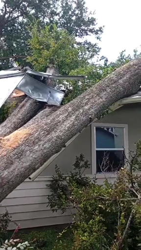 A large tree has fallen on top of a house.
