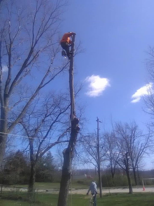 A man is climbing up the side of a tree.
