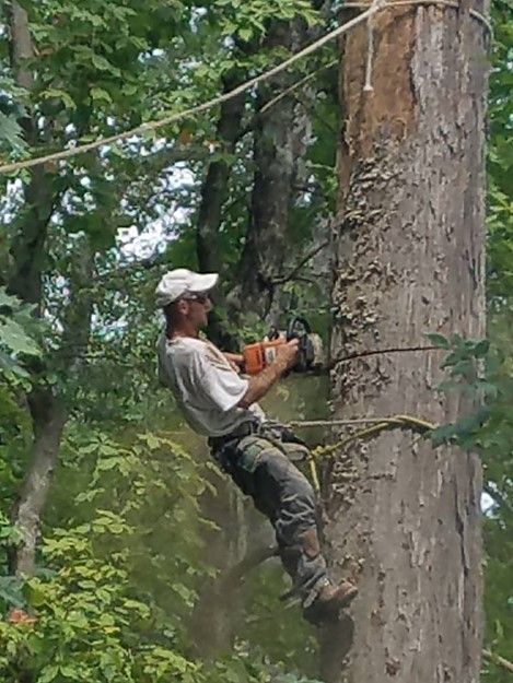 A man is climbing a tree with a chainsaw.
