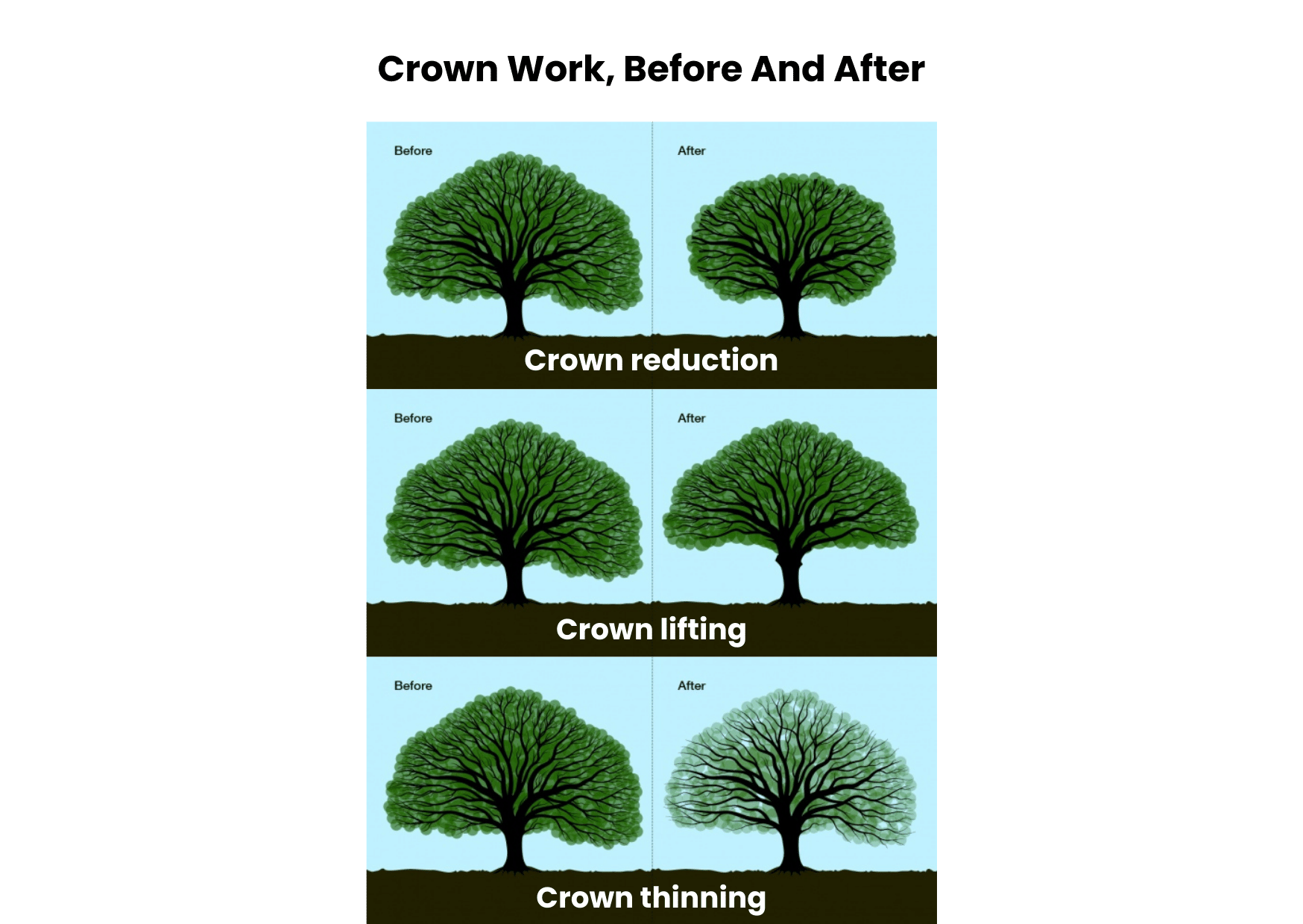 Crown Thinning, Lifting and Reductions | Northamptonshire Tree Surgery