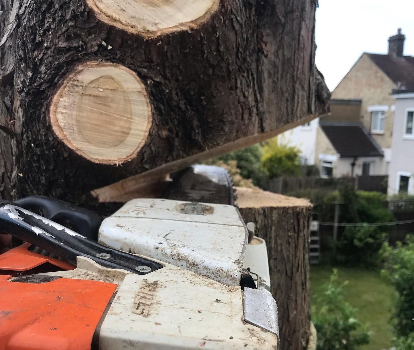 Tree Felling & Removal | Northampton Tree Surgery