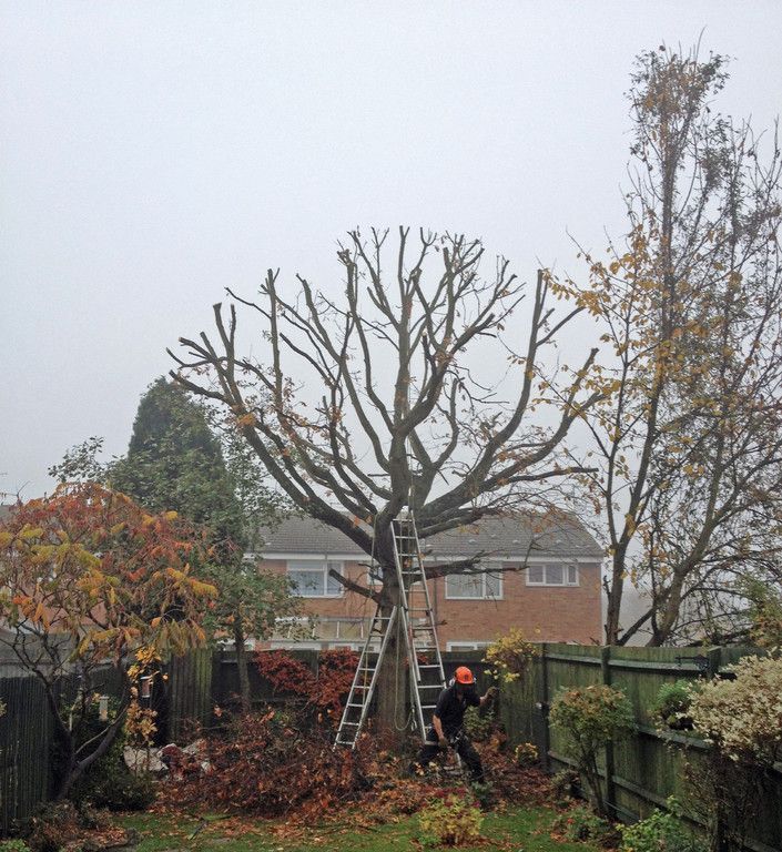 Crown Reduction, Lifting & Thinning | Northampton Tree Surgeon