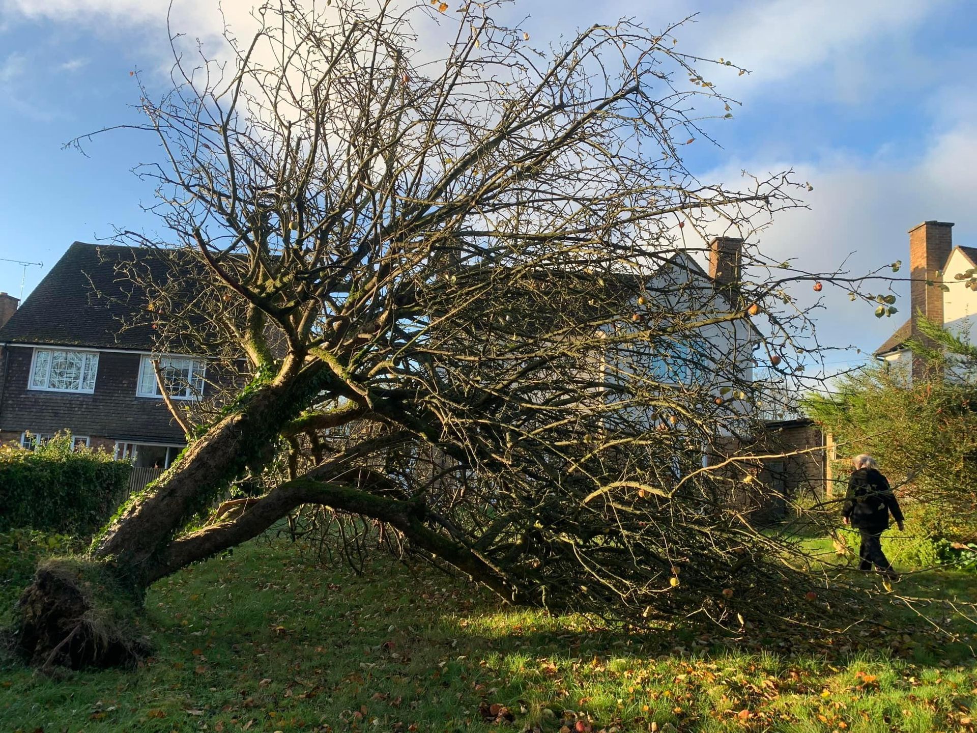 The Tree Surgeon Northampton Call 01604 279464