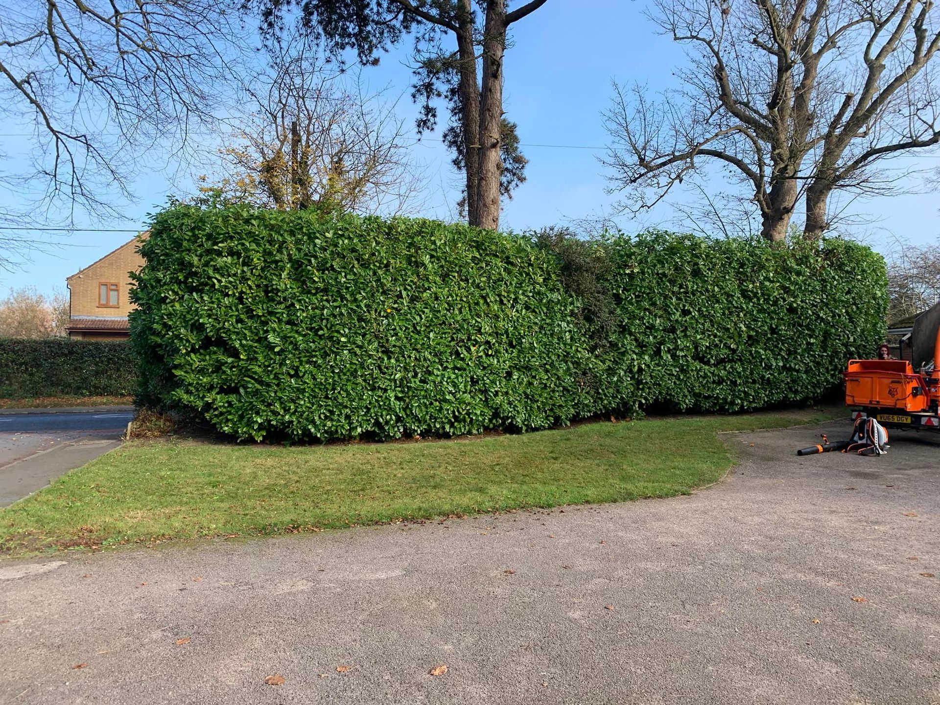 Hedge Removal & Hedge Cutting | Northampton Tree Services