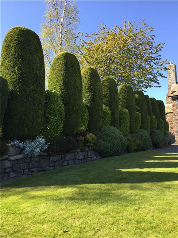Conifer Cutters Near Me | Hedge Cutting Northampton