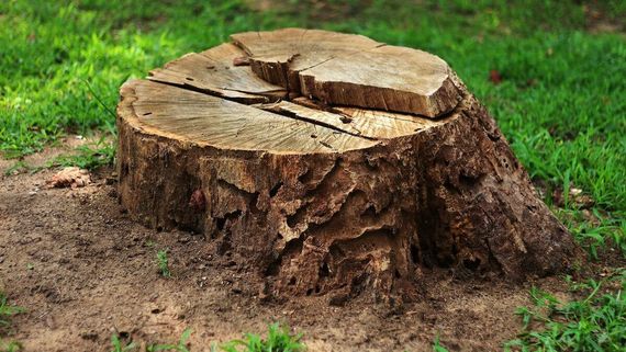 Northants Tree Services | Stump Removal