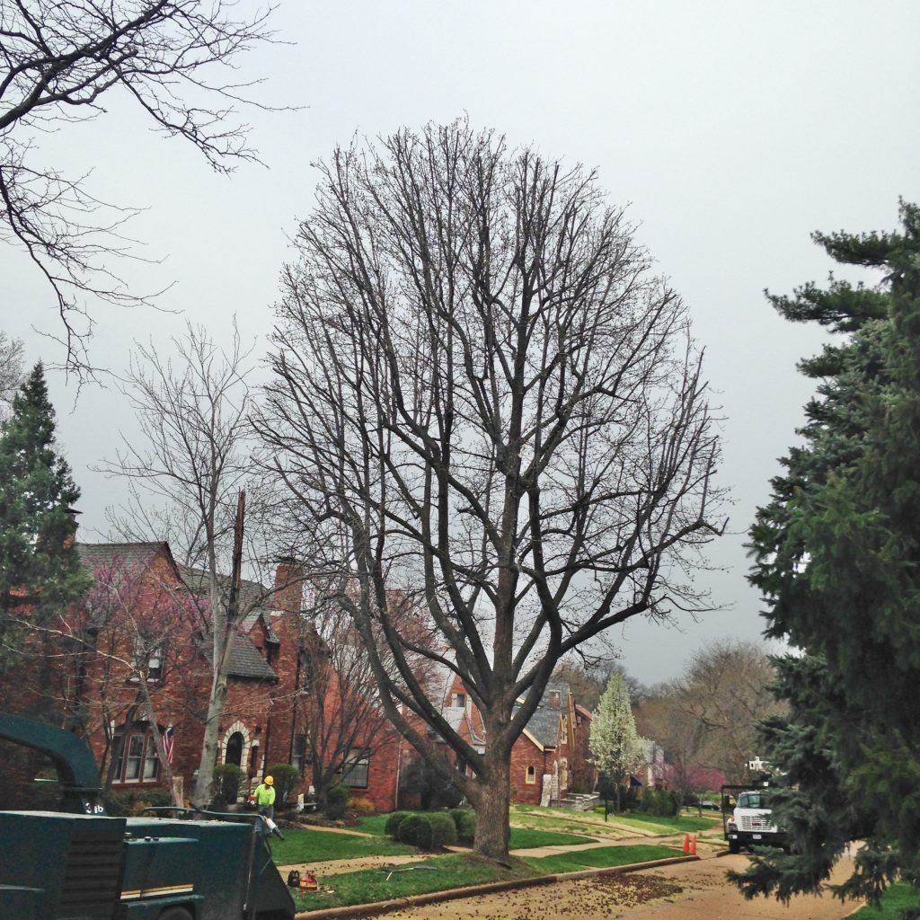 Crown Lift Tree Surgery | Tree Surgeon Northampton