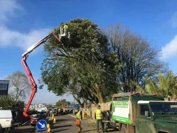 Tree Surveys Northampton | Tree Surgeon Northampton
