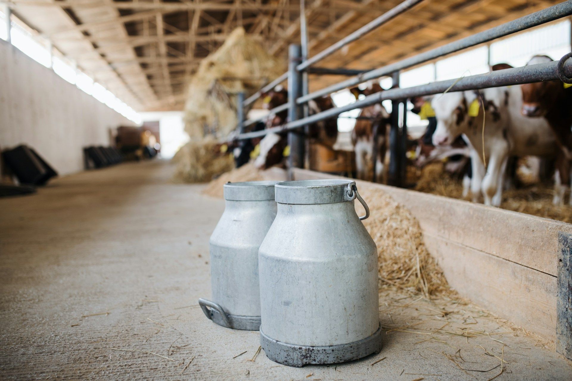Two milk cans in a barn with cows in the background.