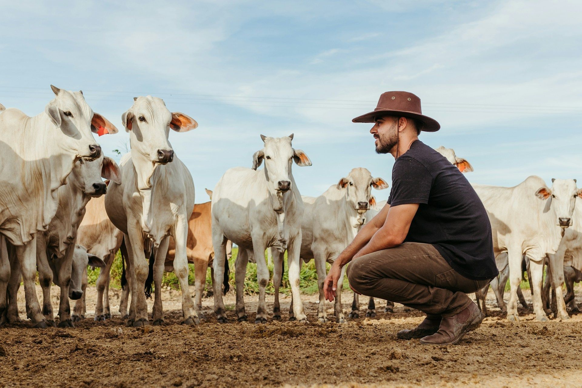 A man is squatting down in front of a herd of cows.