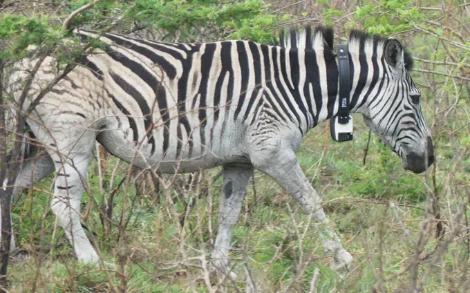 Zebra wearing video camera-equipped collar