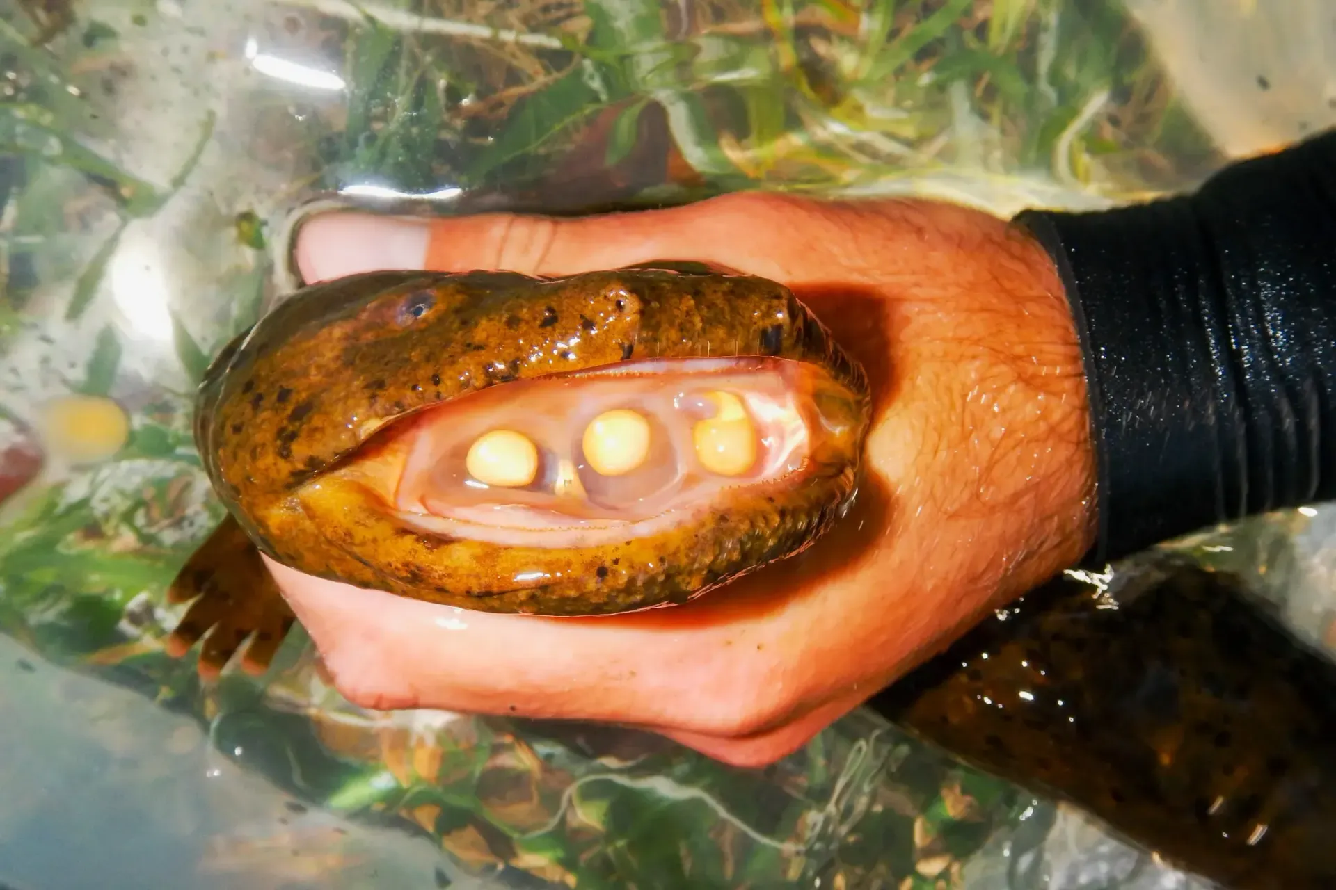 A hellbender caught cannibalizing eggs