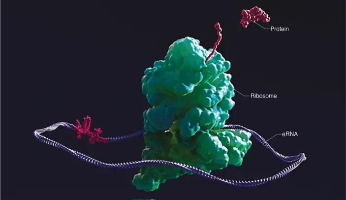 Illustration of circRNA engaging with a ribosome to drive protein production.