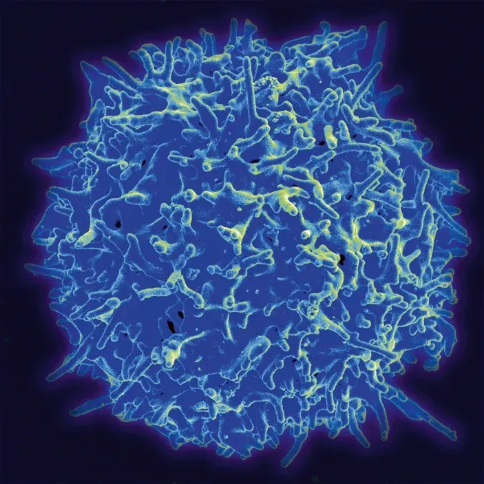 A human regulatory T cell