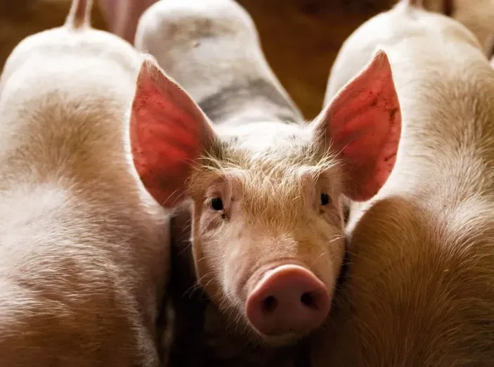 Gene-edited pigs could solve the human organ transplant shortage.